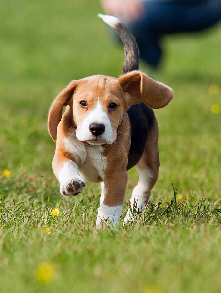 Cute puppy doing some training with Direct K9 Services. Direct K9 Services are Melbourne's leading puppy development service
