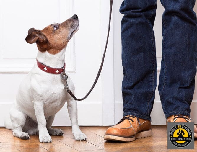 A puppy getting some expert guidance from Direct K9 Services Melbourne Team