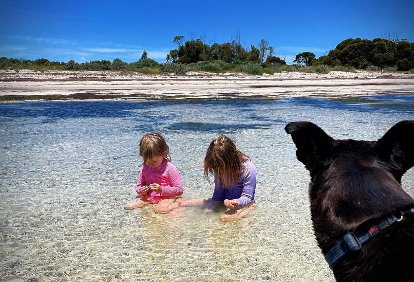 Dogs and kids, how to prepare