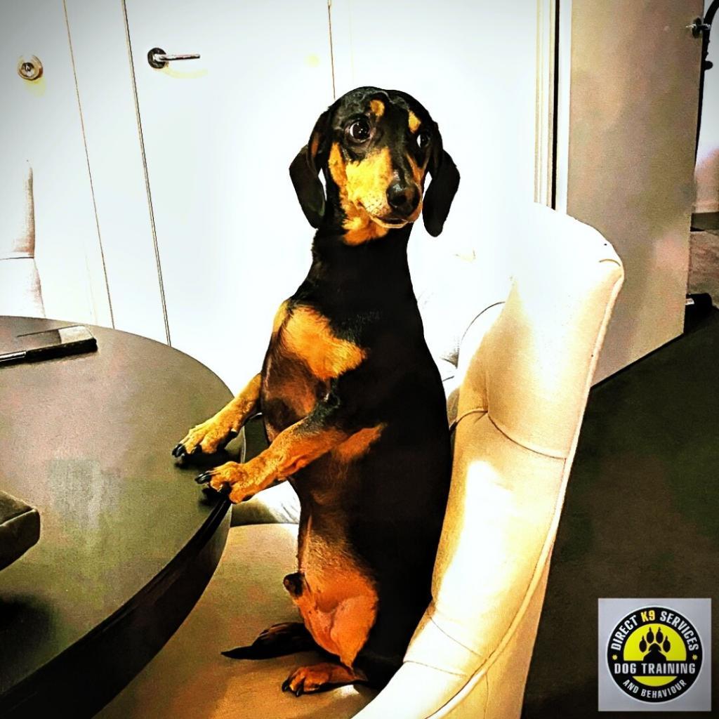 A cheeky Dachshund sitting at a table awaiting training from Direct K9 Services Melbourne Team