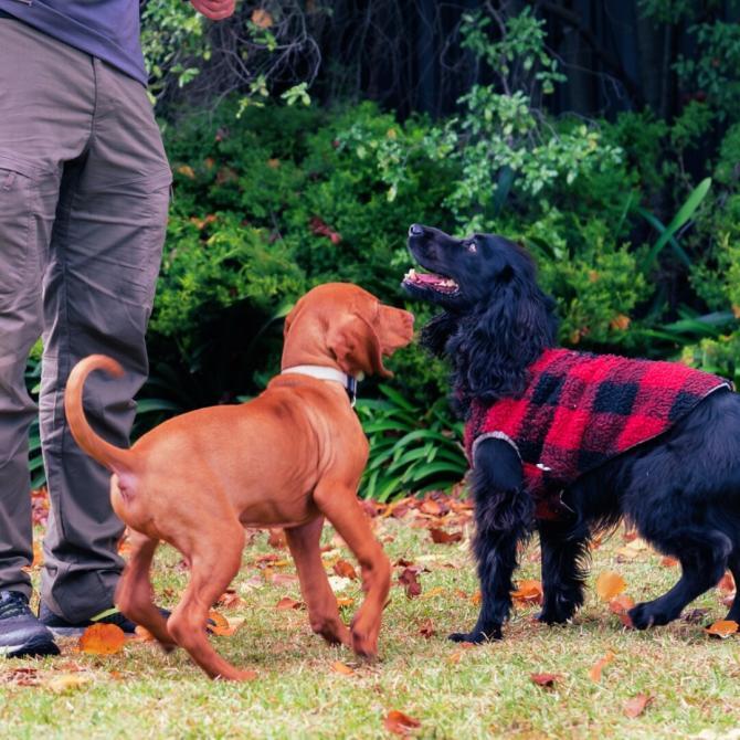 Two puppies learning to socialise with Direct K9 Services specialist Melbourne Training Team. Direct K9 Services are Melbourne's puppy training experts