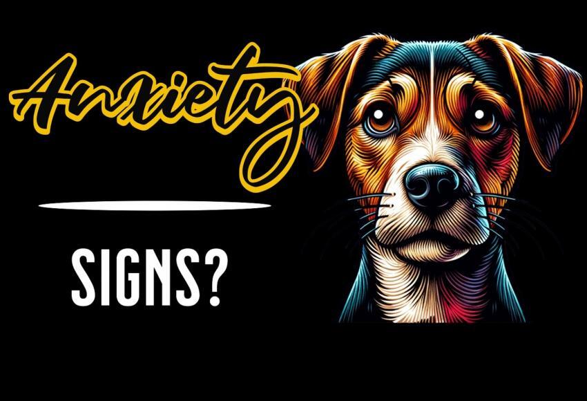 Signs your dog has anxiety