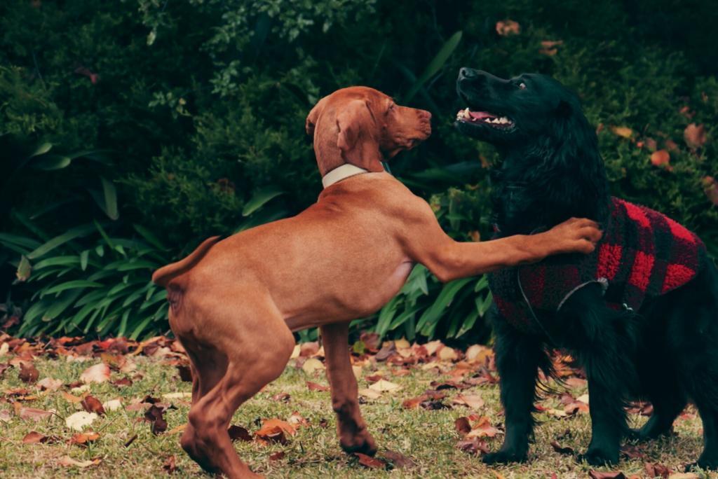 The Essential Puppy Buyers Guide