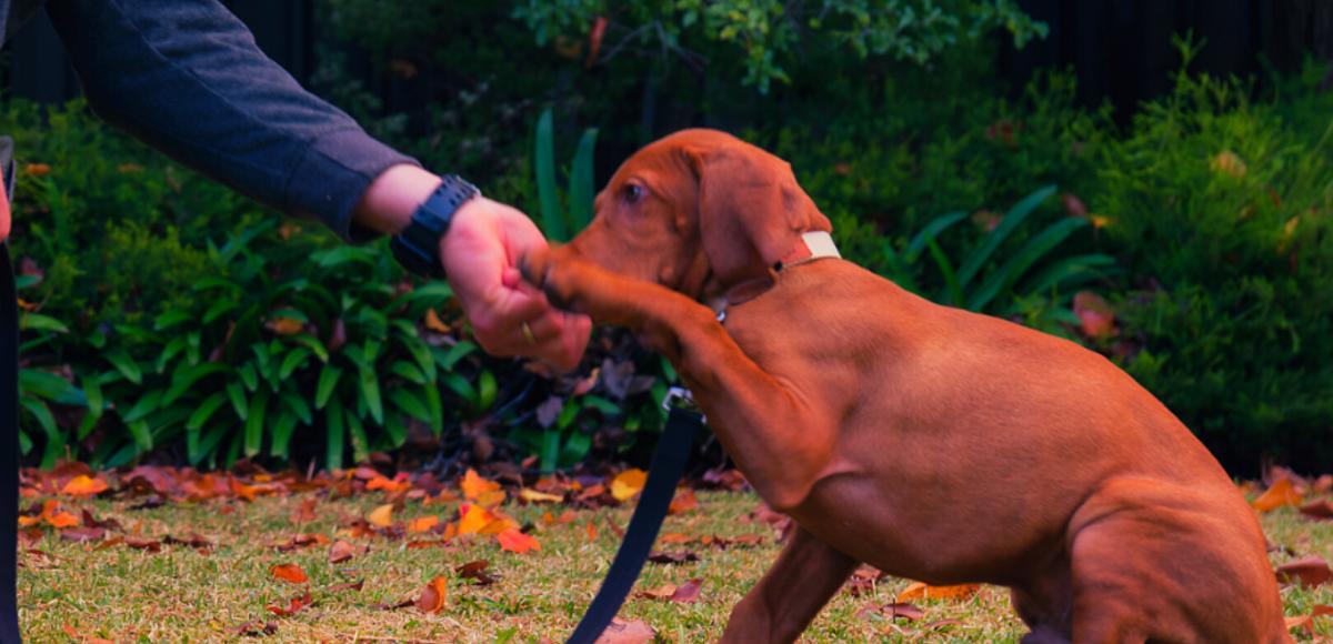 The Essential Puppy Guide - Online Puppy Training