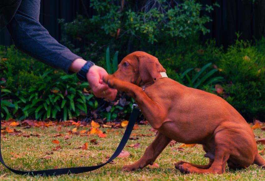 The Essential Puppy Guide - Online Puppy Training