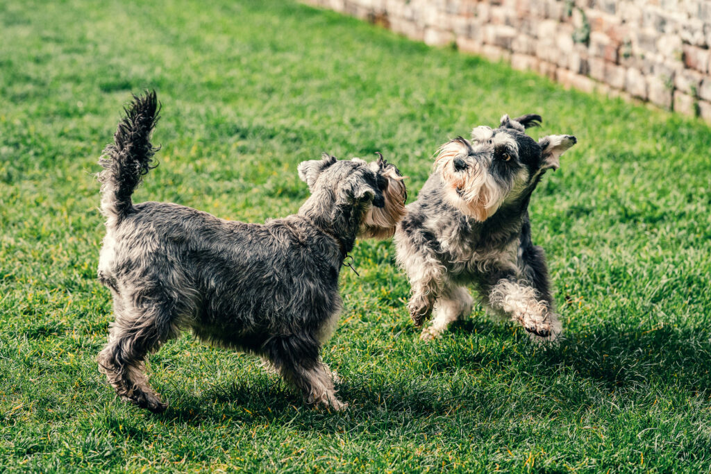 How to train a Miniature Schnauzer 