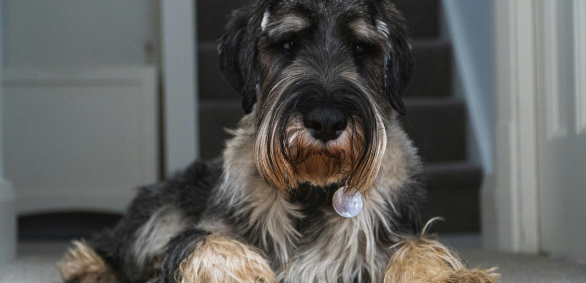All About the Miniature Schnauzer