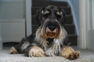 All About the Miniature Schnauzer