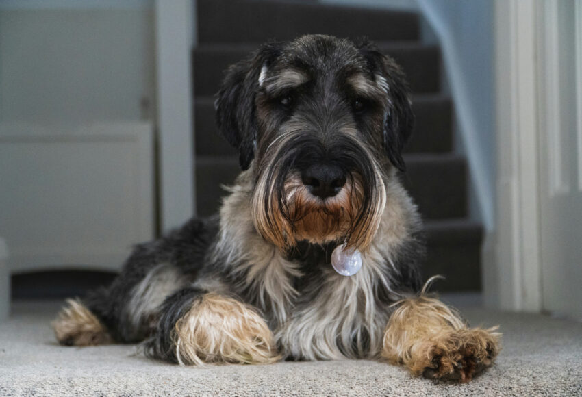 All About the Miniature Schnauzer