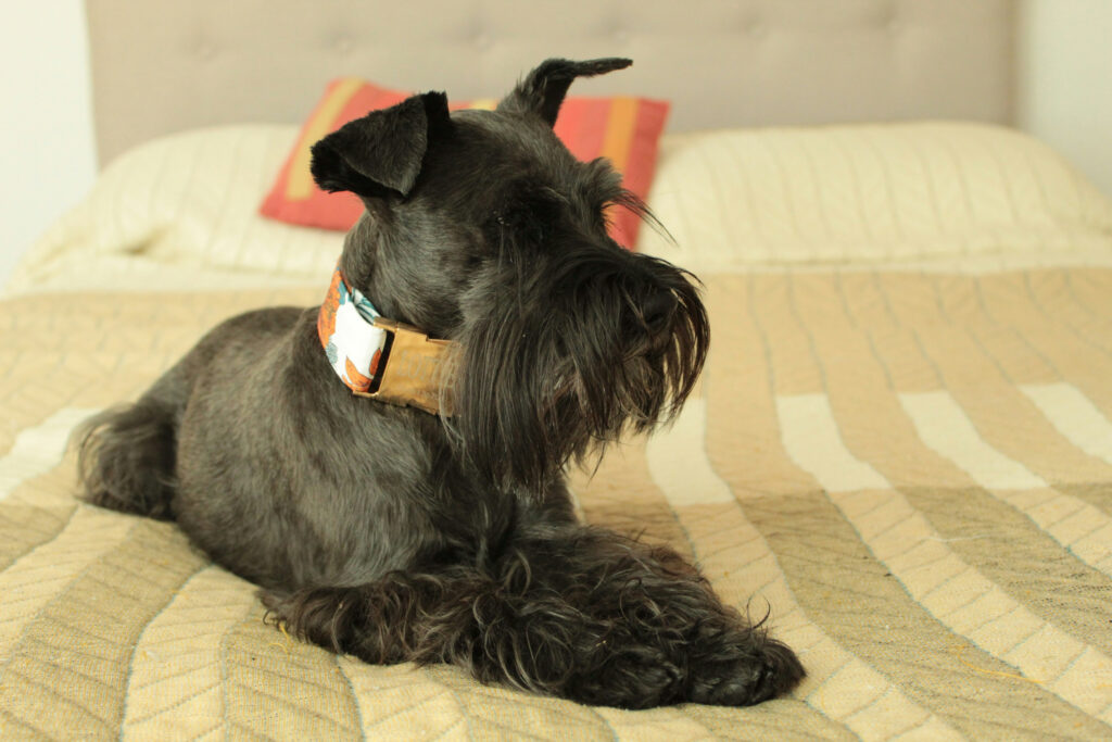 Should you get a Miniature Schnauzer