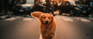 Is dog insurance worth it?