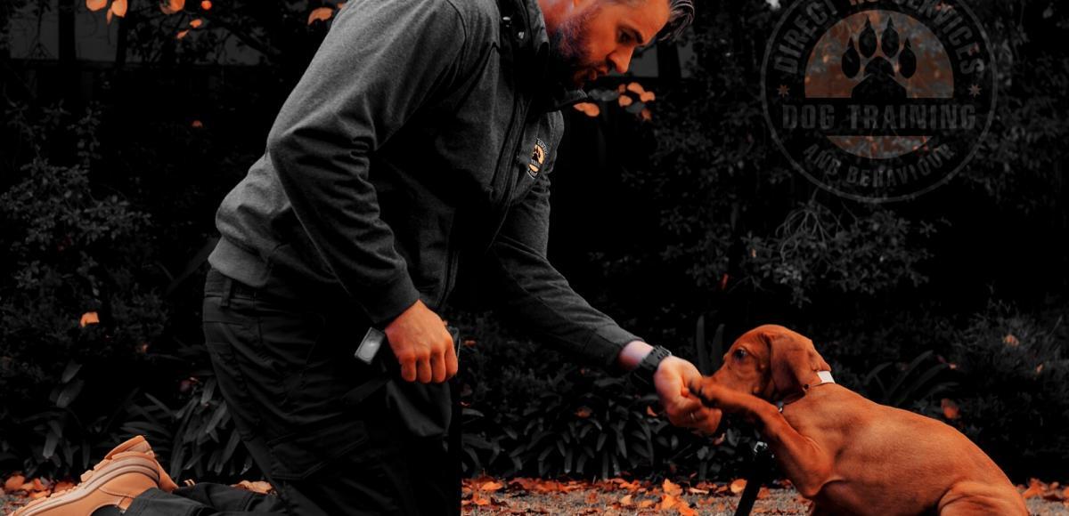 Puppy Training Experts