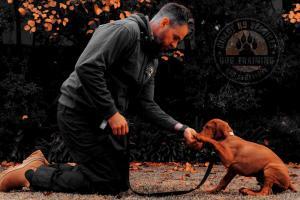 Puppy Training Experts