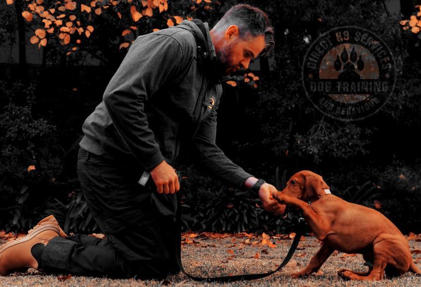 Puppy Training Experts