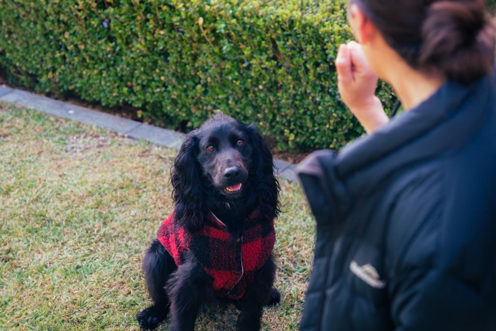 In-home puppy training