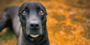 Dog showing uncertainty due to separation anxiety. Separation anxiety can be avoided through careful puppy raising