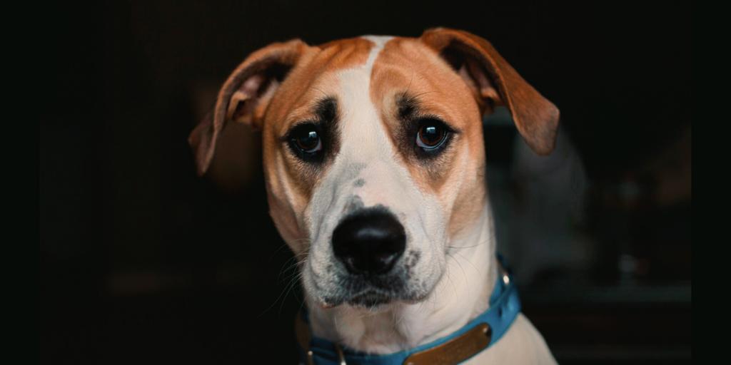 Dog showing fear due to separation anxiety.  Direct K9 Services helps dog overcome separation anxiety through training