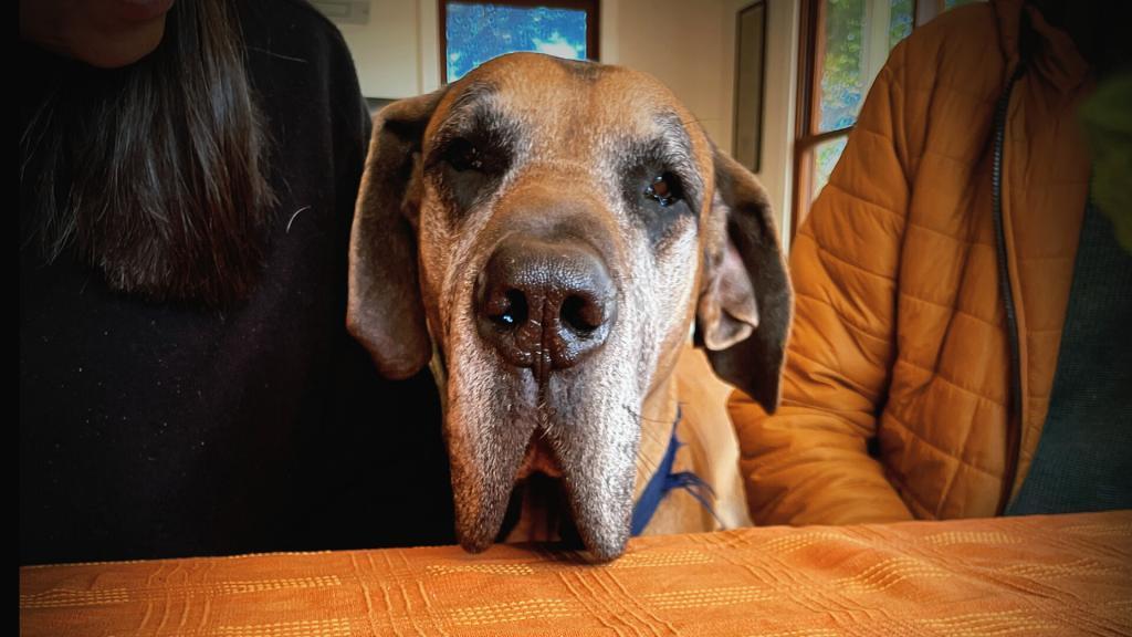 Great Danes are a great Family Dog and are suited to being indoors.  Great Dane with his family