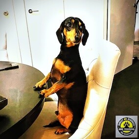 Dachshund training in Adelaide