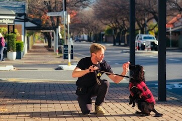 Dave from Direct K9 Services training a dog on the streets of Adelaide