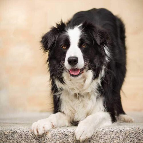 A Border Collie doing obedience training in Adelaide with Direct K9 Services